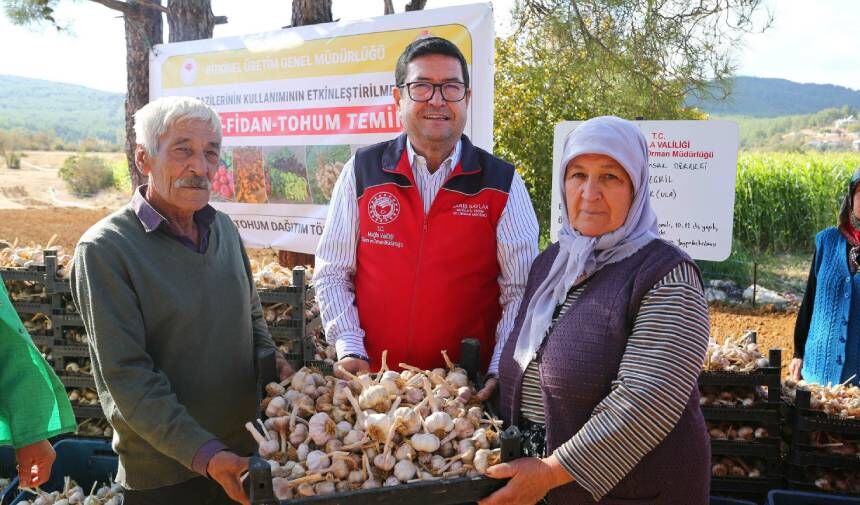 Coğrafi işaretli Ula sarımsağı tohumu üreticilere dağıtıldı