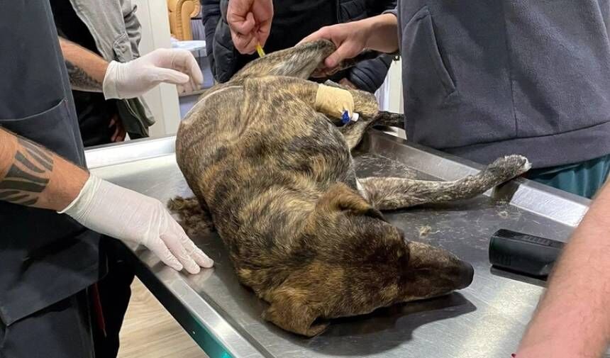 Bodrum'da kan donduran vahşet: Köpeğin anüsüne tüfek sokup katlettiler