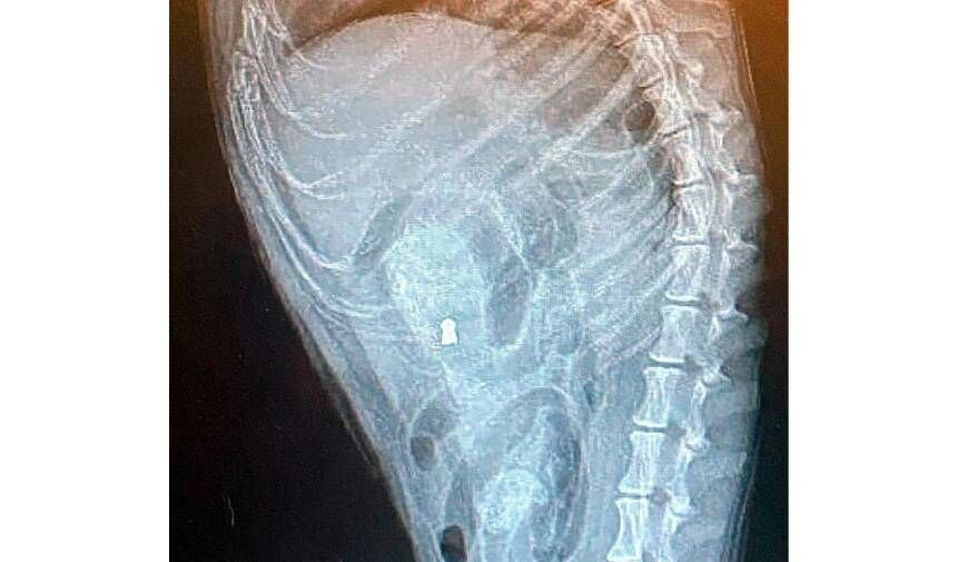 Bodrum'da kan donduran vahşet: Köpeğin anüsüne tüfek sokup katlettiler
