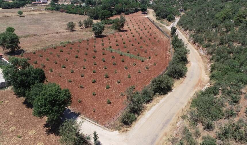 Muğla’da sakız ağacı üretimi için protokol imzalandı: Ekoturizm ve üretim desteklenecek