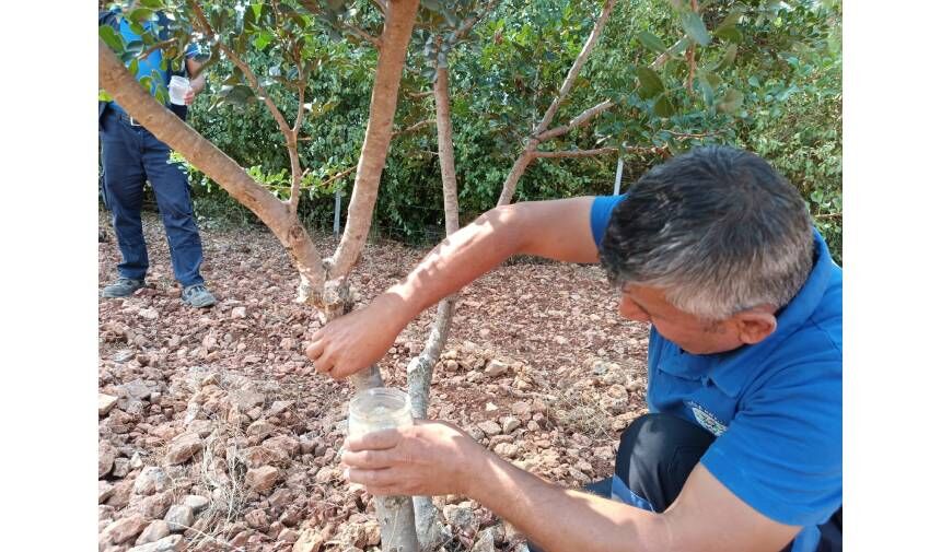 Muğla’da sakız ağacı üretimi için protokol imzalandı: Ekoturizm ve üretim desteklenecek