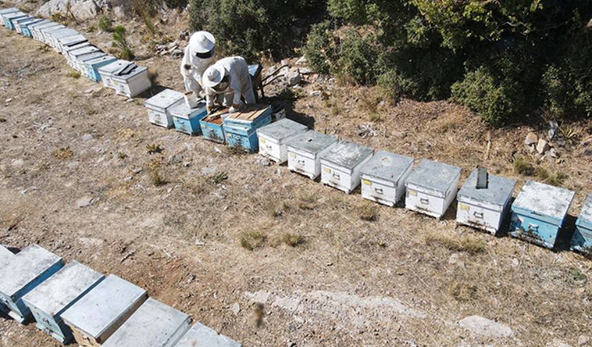 Arıcıların Yüzü Sayesinde Güldü! Türkiye'deki Çam Balı Üretiminin Yüzde 80'I Muğla'da Yapılıyor (1)