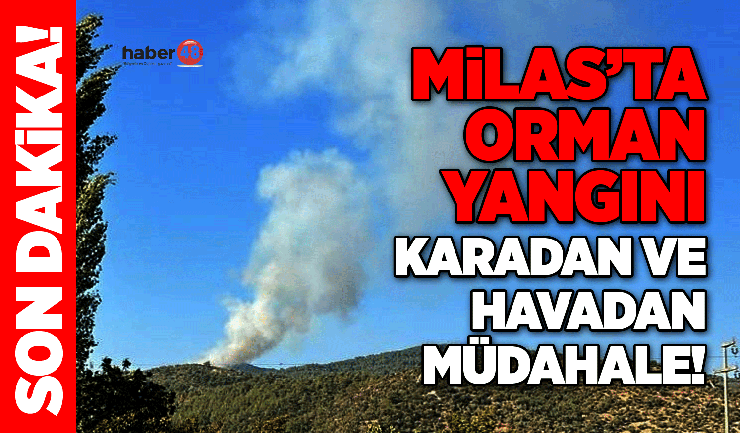 Milas’ta orman yangını... Karadan ve havadan müdahale!