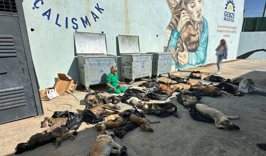 Görülmemiş Vahşet! Belediyenin Bakım Merkezindeki Hayvan Katliamı Böyle Görüntülendi (1)