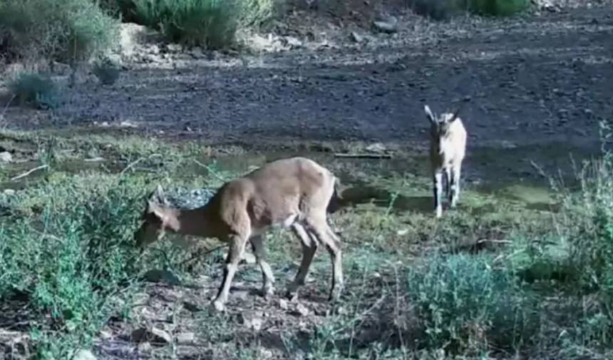 Muğla'da Yaban Hayatı Çeşitliliği Fotokapanlarla Gözler Önüne Serildi (1)