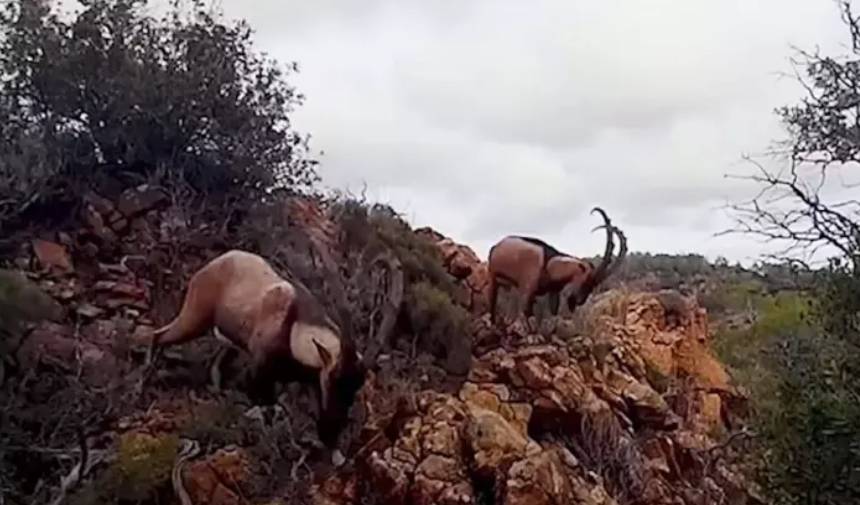 Muğla'da Yaban Hayatı Çeşitliliği Fotokapanlarla Gözler Önüne Serildi (2)