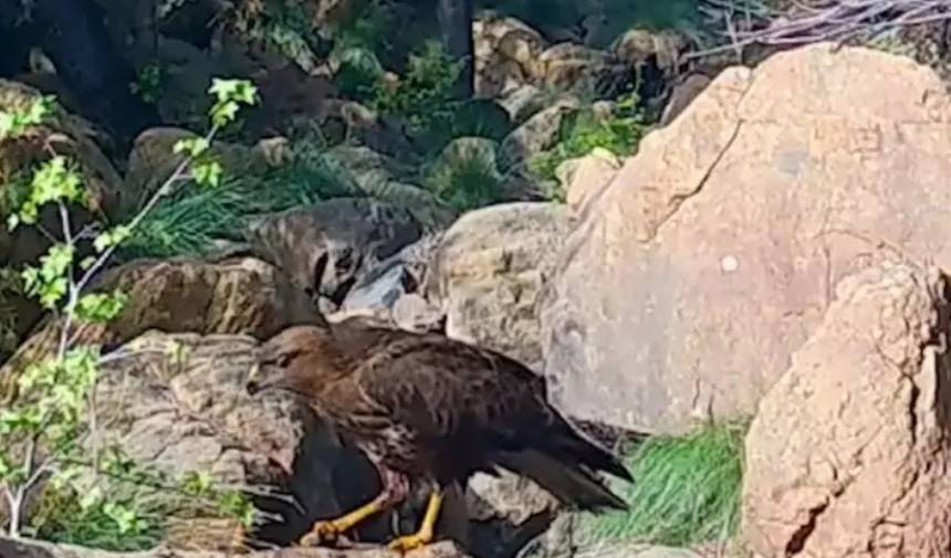 Muğla'da Yaban Hayatı Çeşitliliği Fotokapanlarla Gözler Önüne Serildi (3)-1