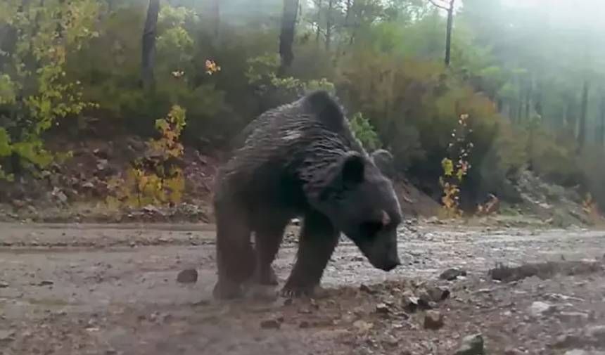 Muğla'da Yaban Hayatı Çeşitliliği Fotokapanlarla Gözler Önüne Serildi (3)