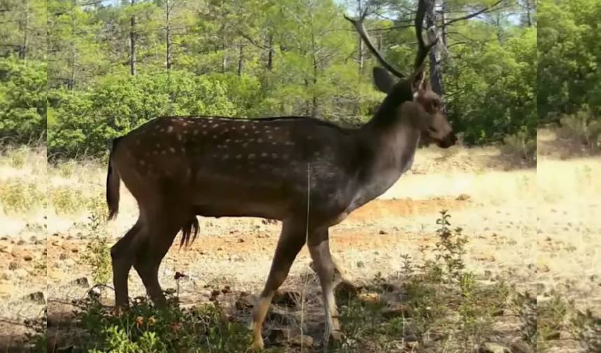 Muğla'da Yaban Hayatı çeşitliliği Fotokapanlarla Gözler önüne Serildi ...