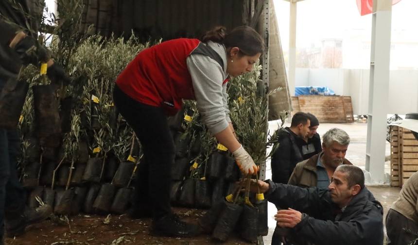 Muğla’da 20 Bin Zeytin Fidanı Toprakla Buluşturuldu