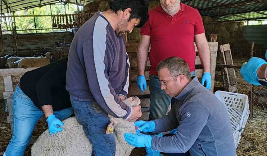 Muğla’da Hastalık Alarmı! Ortaca'da Rastlandı; Akabane Hastalığı Nedir, Nasıl Bulaşır